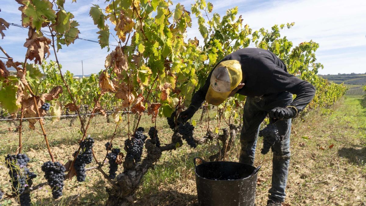 Un temporero recogiendo uva.