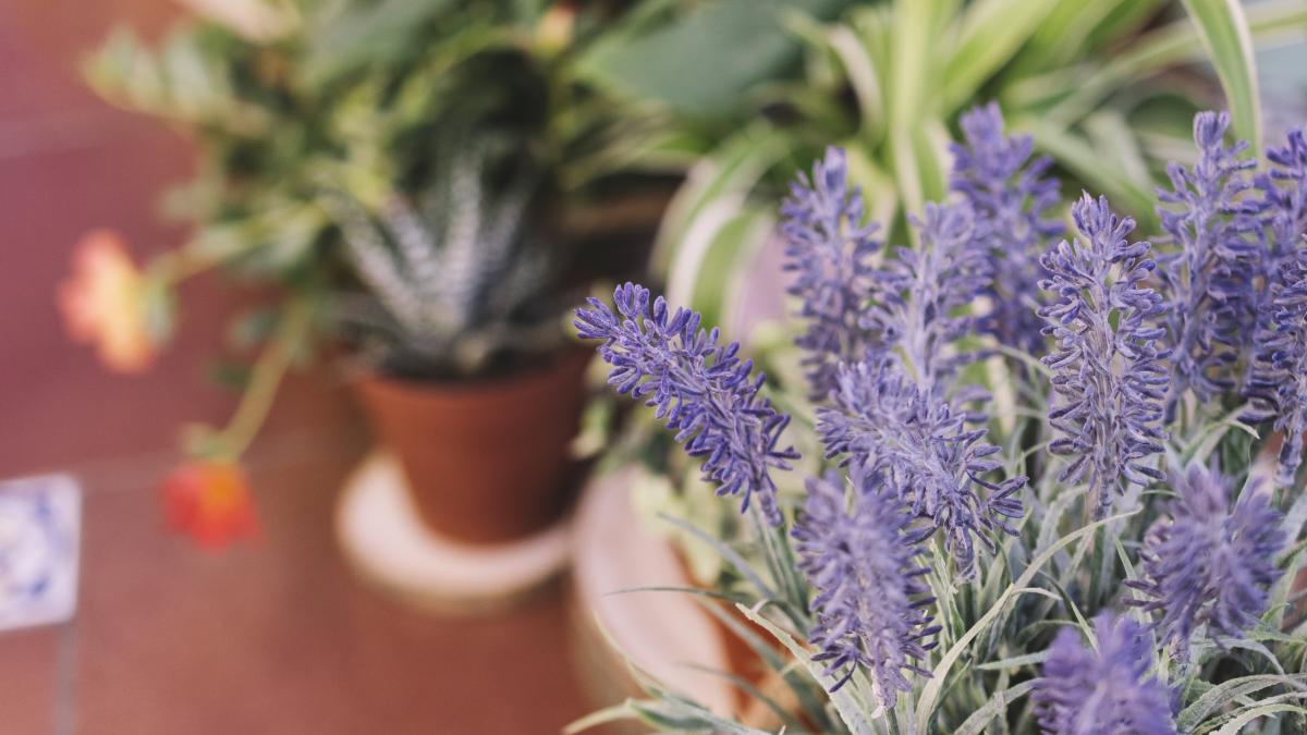 Lavanda