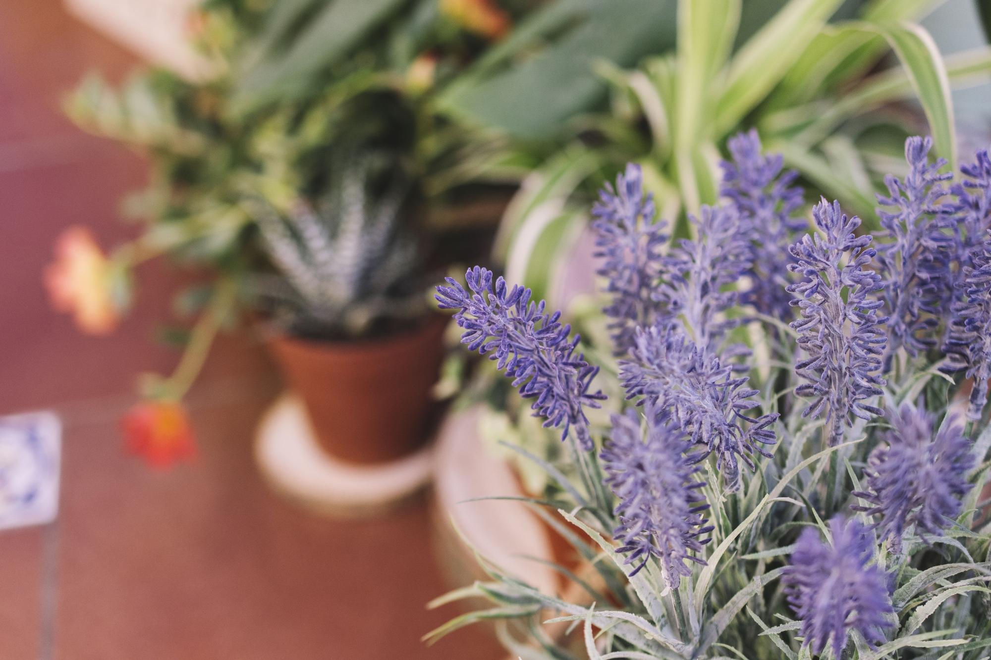 Lavanda