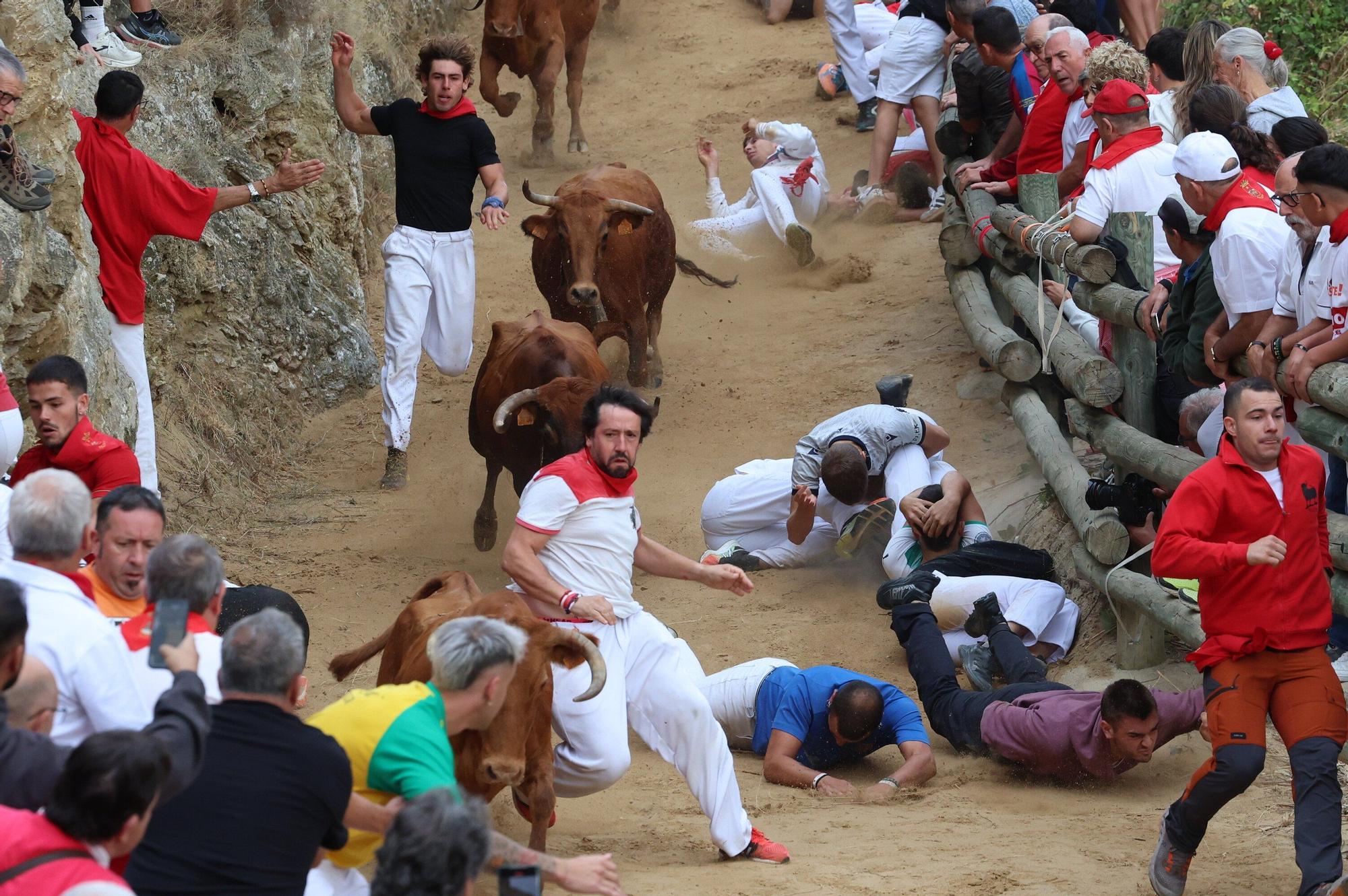 Fotos del sexto encierro del Pilón de Falces 2025, con vacas de Hípica Zahorí