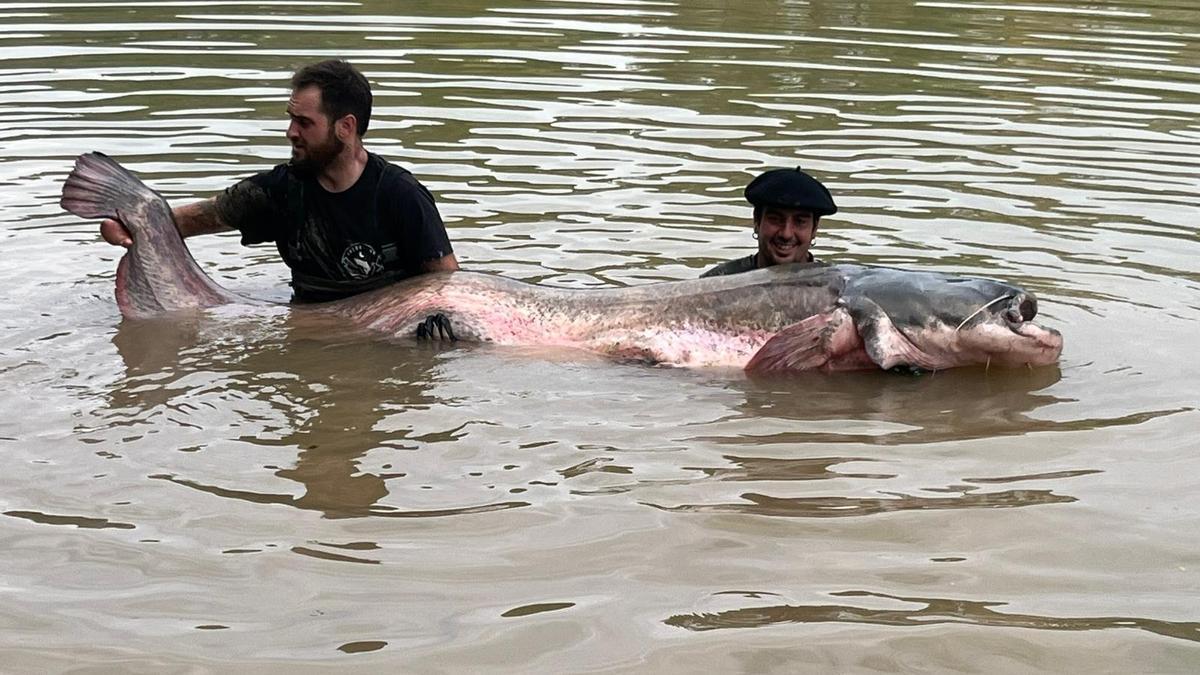 Fernando y Abel, en las aguas del Ebro con el impresionante ejemplar de siluro.