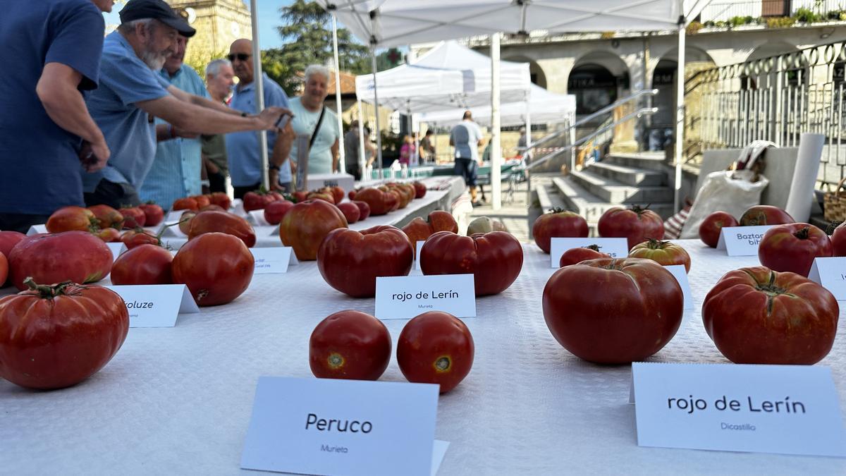 Una edición anterior del concurso de tomates de Aretxabaleta.