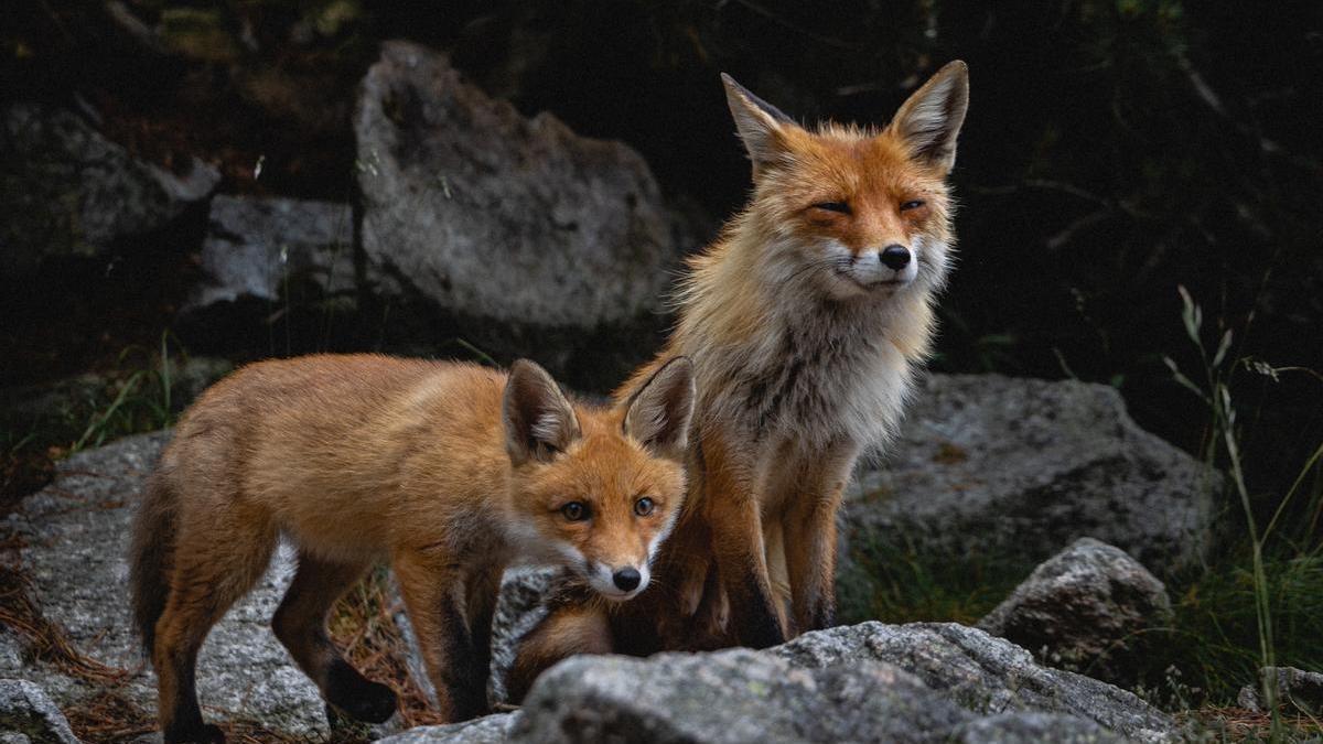 Zorros, en una imagen de archivo.