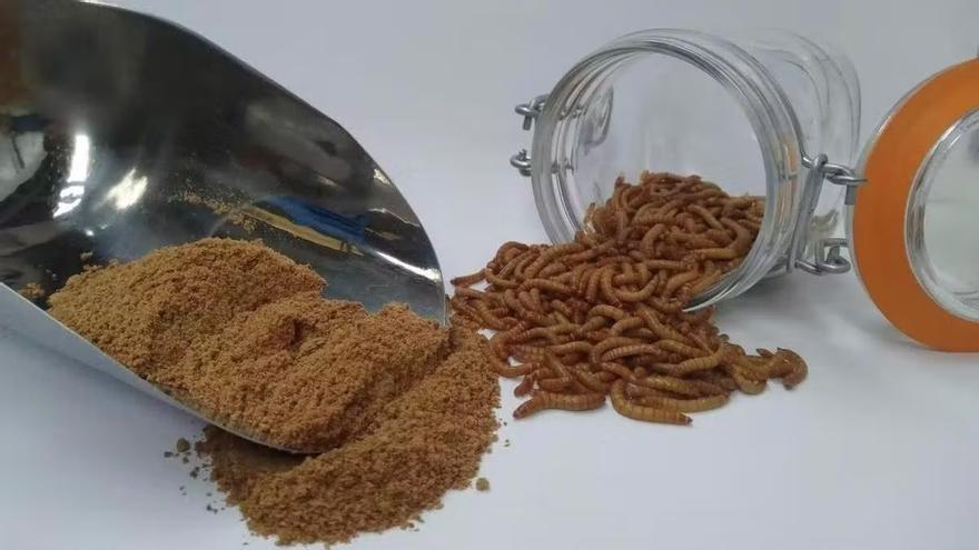 Alimentos &#039;made in Euskadi&#039; hechos a base de insectos