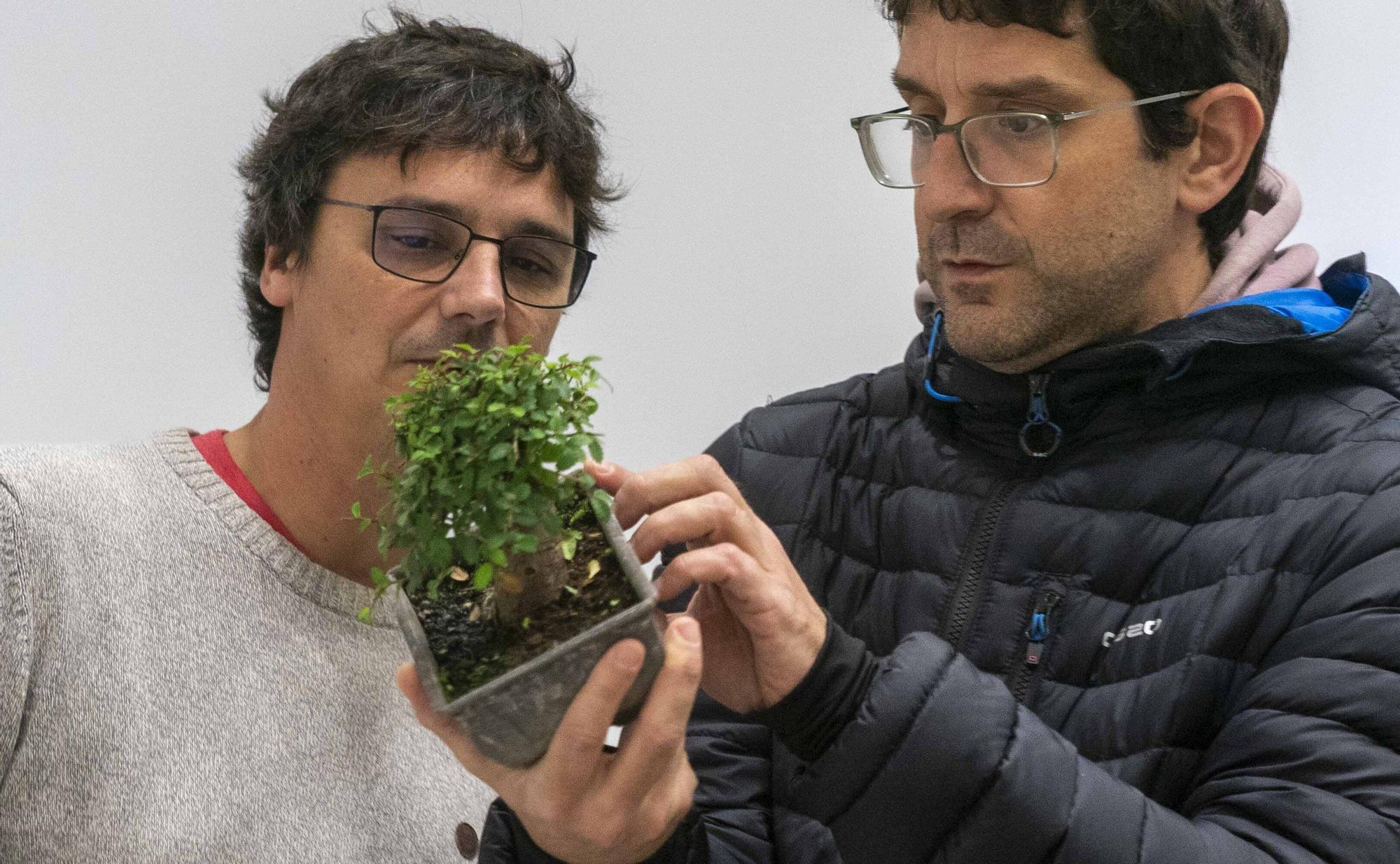 En imágenes: El arte del bonsái llega a Vitoria-Gasteiz