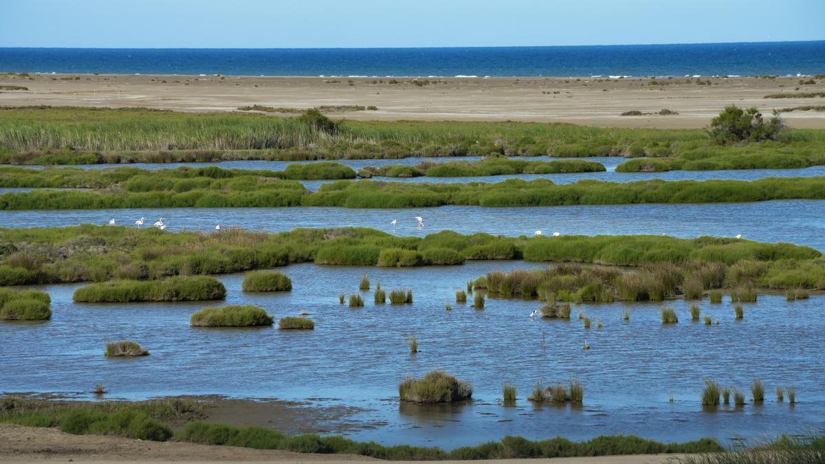 Un grupo de flamencos en la isla de Buda con el Mediterráneo de fondo.
