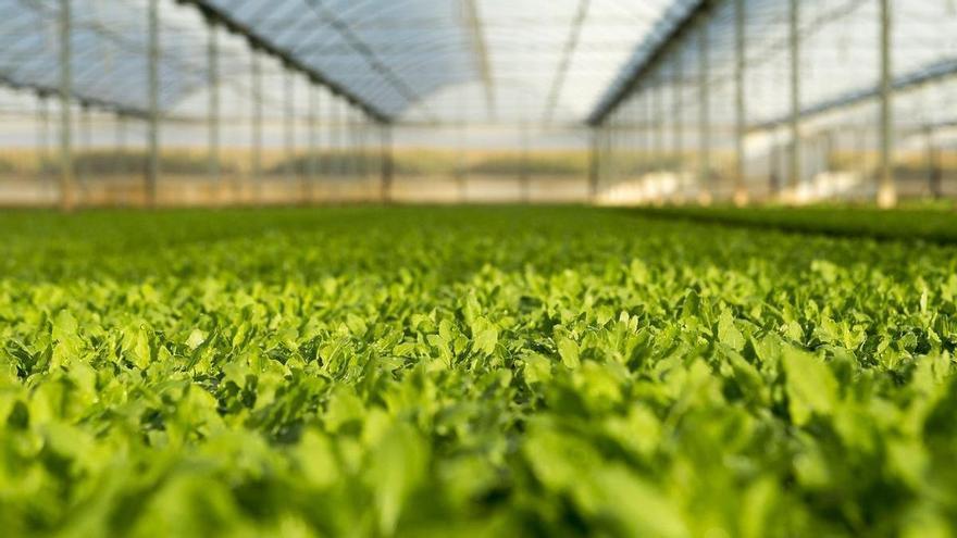 La agroalimentación amortigua la bajada de exportaciones en 2025 en Navarra