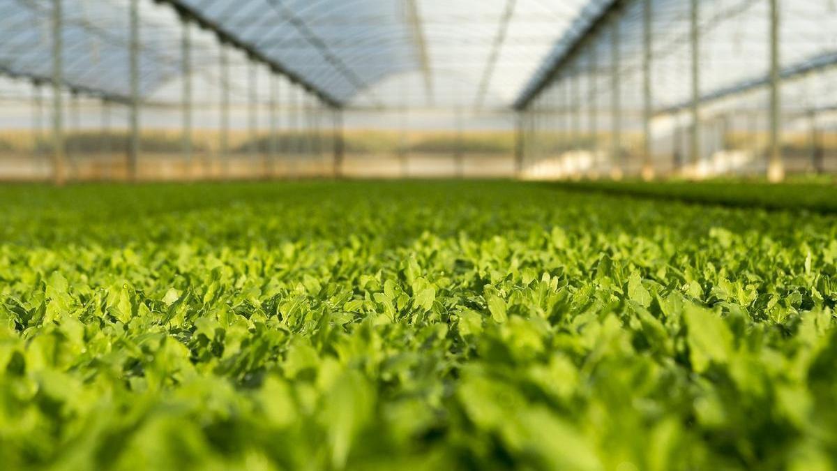 Un invernadero de una empresa agroalimentaria en Navarra.
