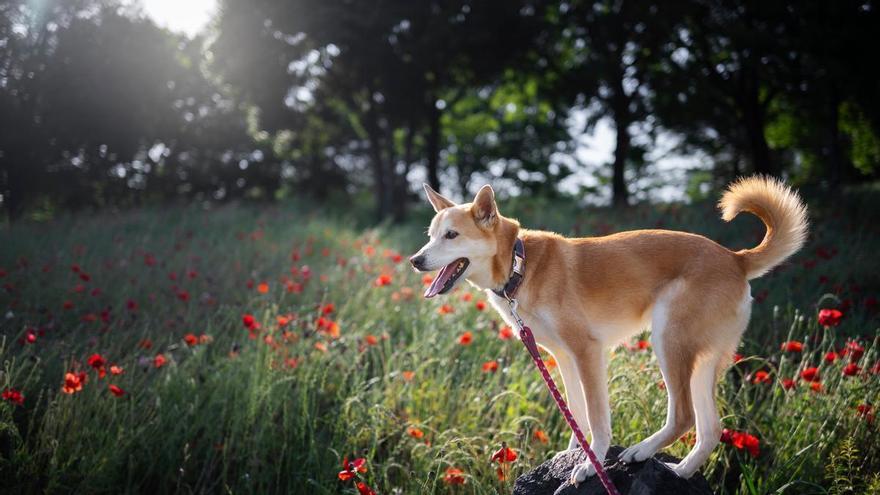 Cinco consejos clave para mantener sanos a nuestros gatos y perros en primavera