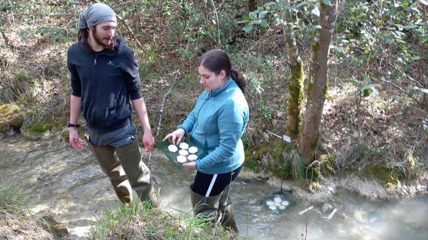Utilizan baldosas de mármol, hojas de árbol y algodón para medir la salud de los ríos