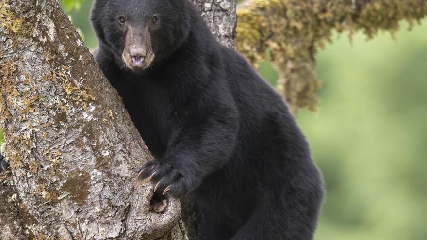 La búsqueda de un oso paraliza una ciudad en Japón: casi 100