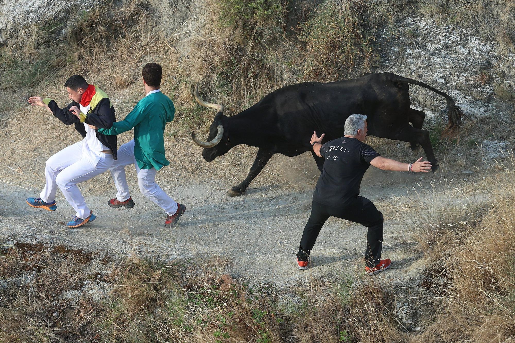 Fotos del segundo encierro del Pilón de Falces 2025