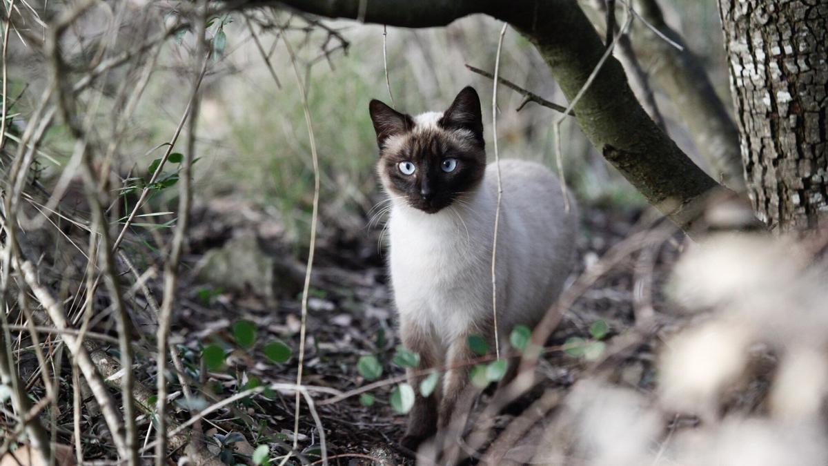 Un gato en una colonia gatuna Un gato en una colonia gatuna