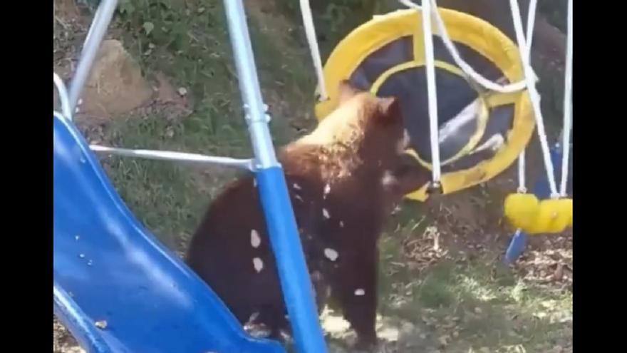 El vídeo viral del oso que se lo pasa a lo grande en un columpio