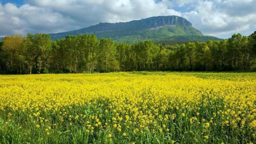 Una de las floraciones que destaca National Geogpraphic para "ver ahora mismo" está en Navarra
