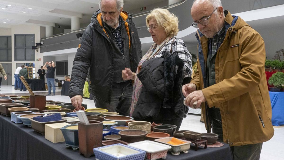 Exposición, concurso y venta de bonsáis en el Europa.
