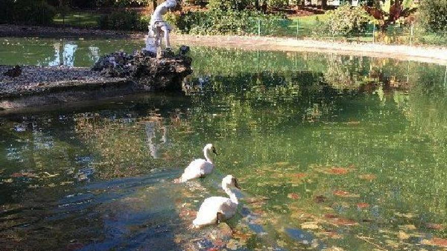 Dos nuevos cisnes en el estanque de Aiete