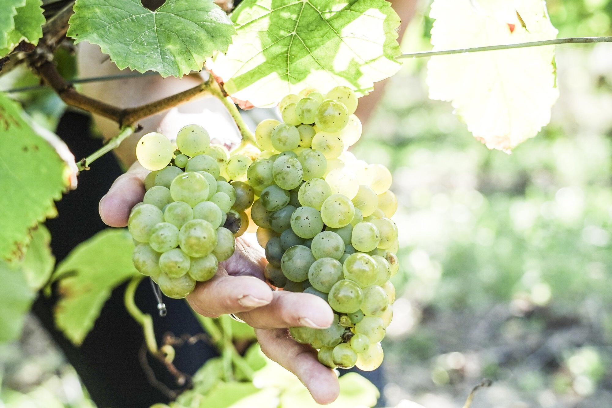 Las bodegas de Bizkaia afrontan una vendimia abierta a la esperanza