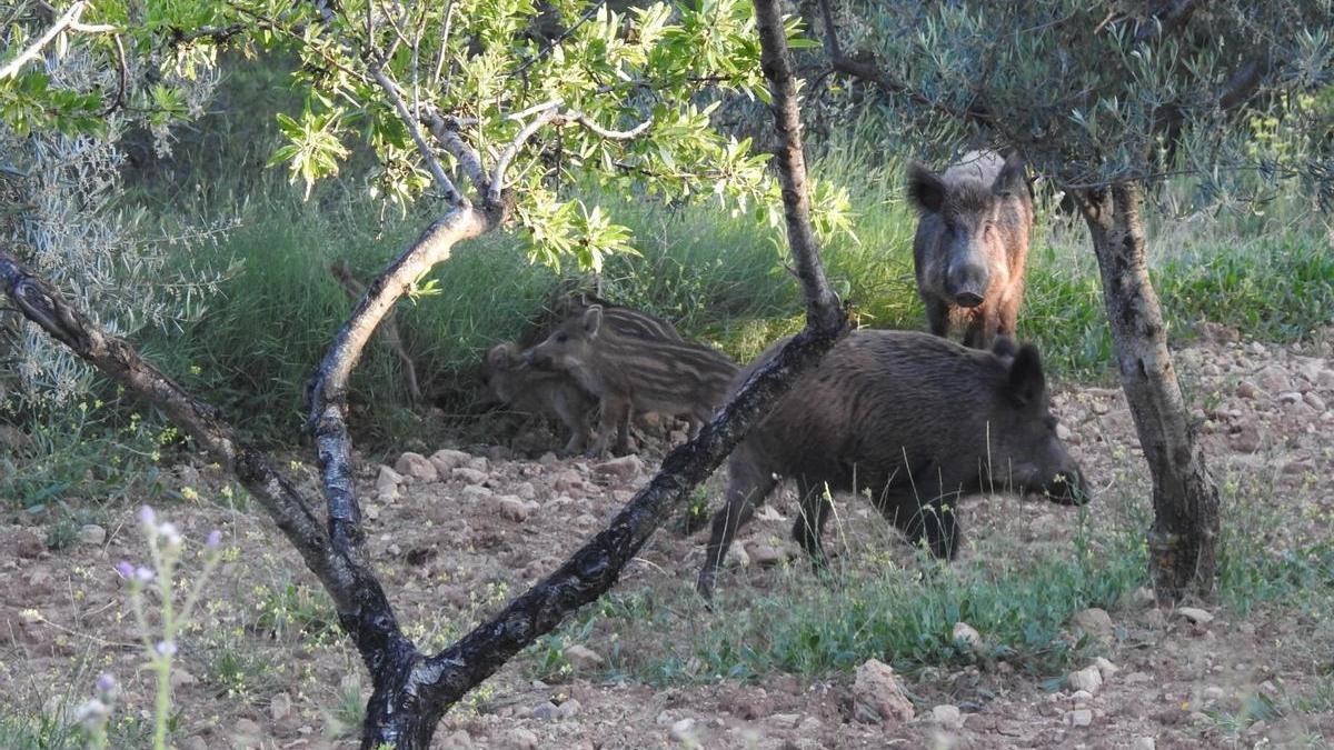 Unos ejemplares de jabalíes, especie transmisora del brote de PPA de Catalunya, transitan por una zona boscosa.