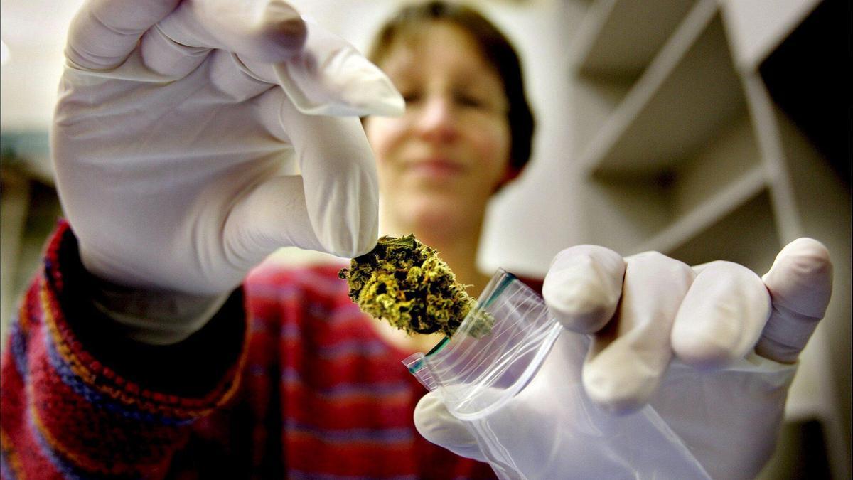 Luz verde al cannabis medicinal para pacientes oncológicos, epilepsia y dolor extremo.
