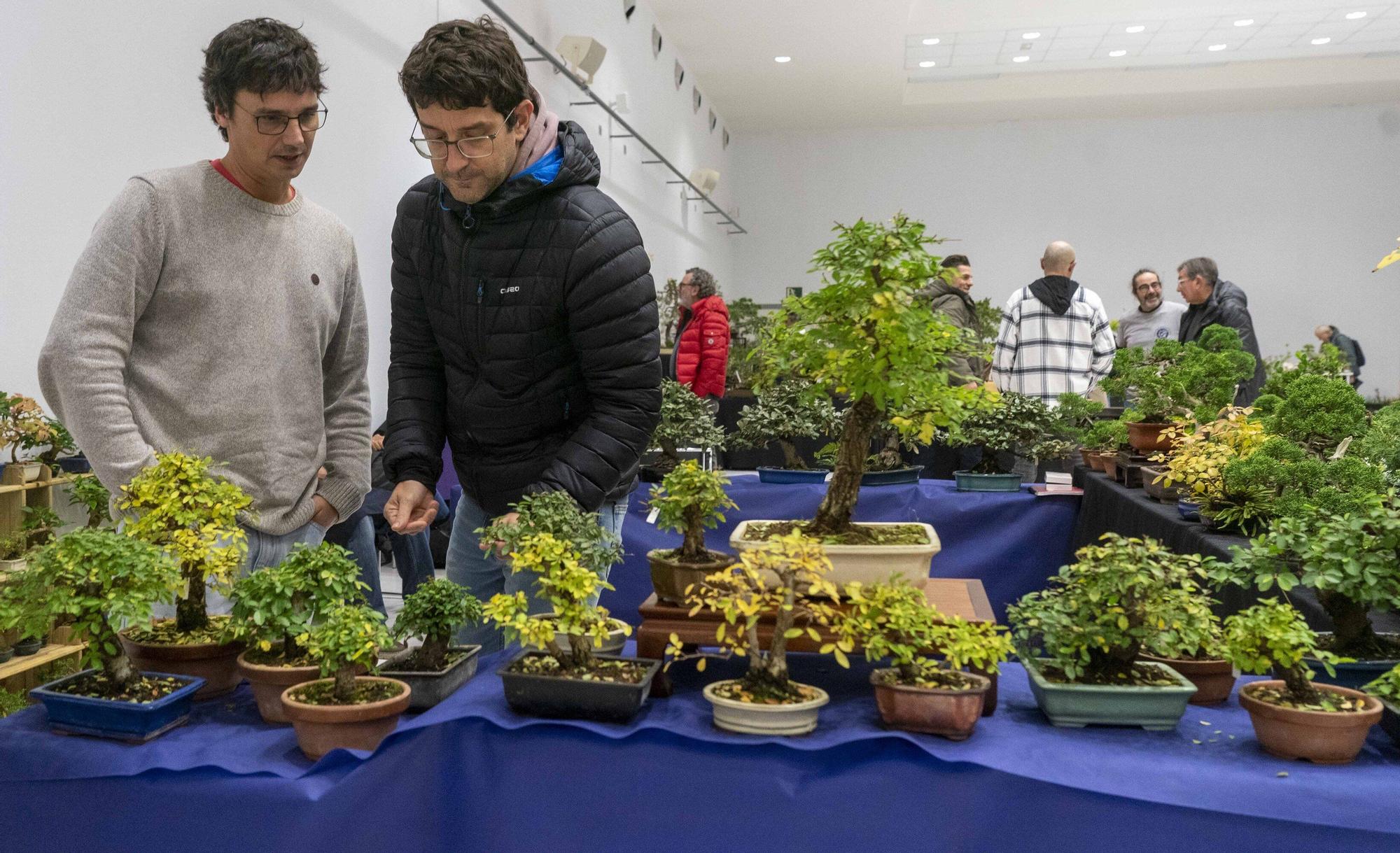 En imágenes: El arte del bonsái llega a Vitoria-Gasteiz