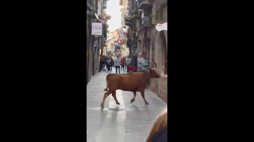 La vaquilla, por las calles de Laguardia el sábado