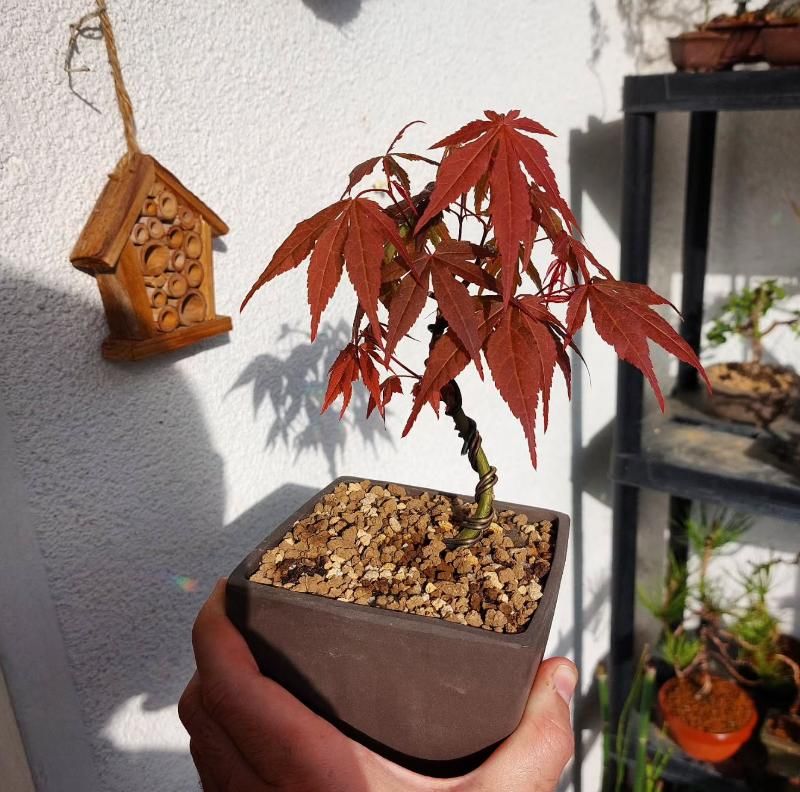 En imágenes: Así son los pequeños universos botánicos que triunfan en Bizkaia