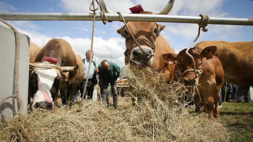 Planas pide en Bruselas un seguimiento de las enfermedades animales tras &quot;los primeros focos&quot; de dermatosis nodular contagiosa