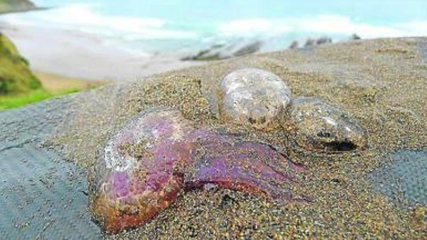 Medusas en la orilla.