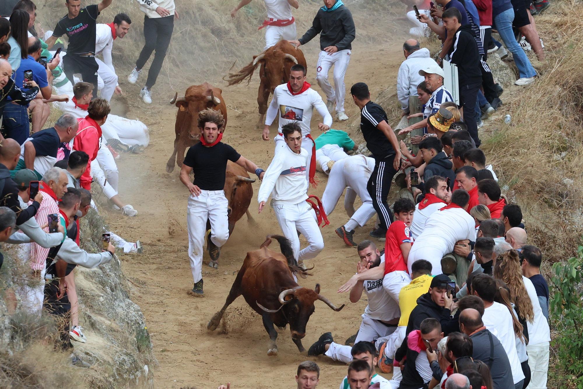 Fotos del sexto encierro del Pilón de Falces 2025, con vacas de Hípica Zahorí