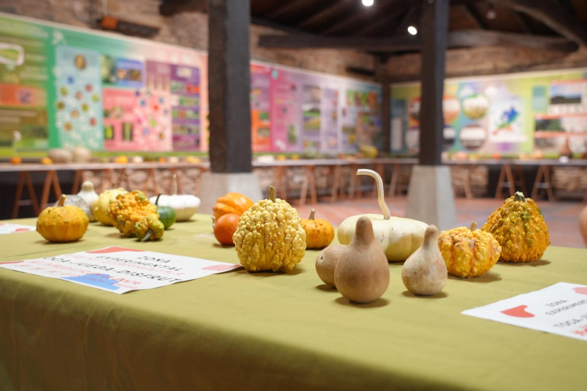 En imágenes: Exposición de calabazas en la Casa de la Dehesa