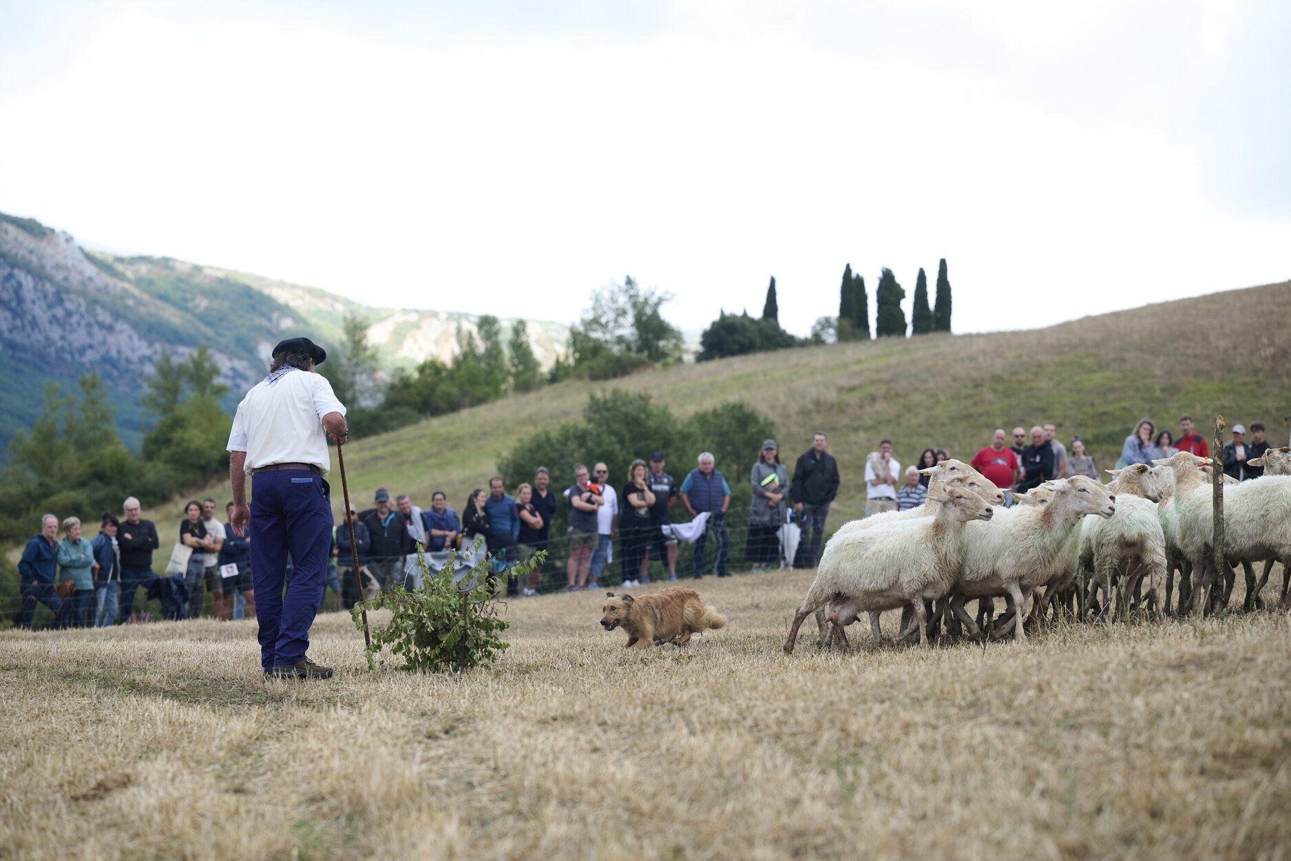 Fotos del Artzai Eguna en Uharte Arakil