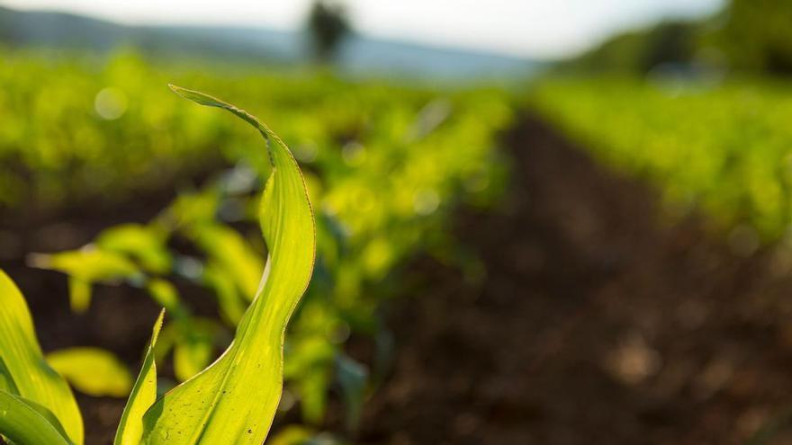 ¿Por qué te debería importar la soberanía alimentaria?