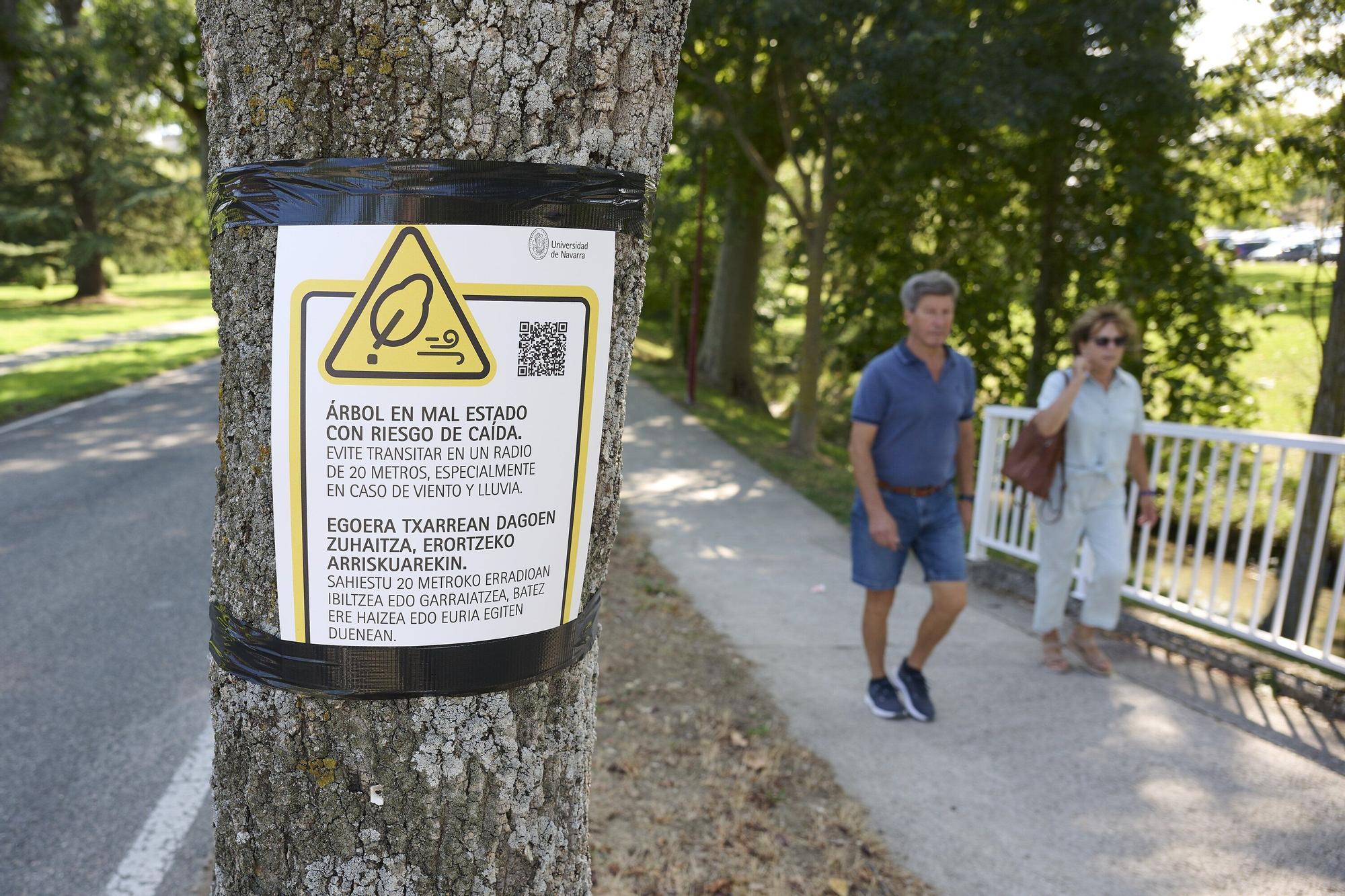 Tala de árboles en la Universidad de Navarra