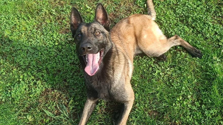 Arrigorriaga busca un nuevo hogar para Máximo, Kion y Zorro