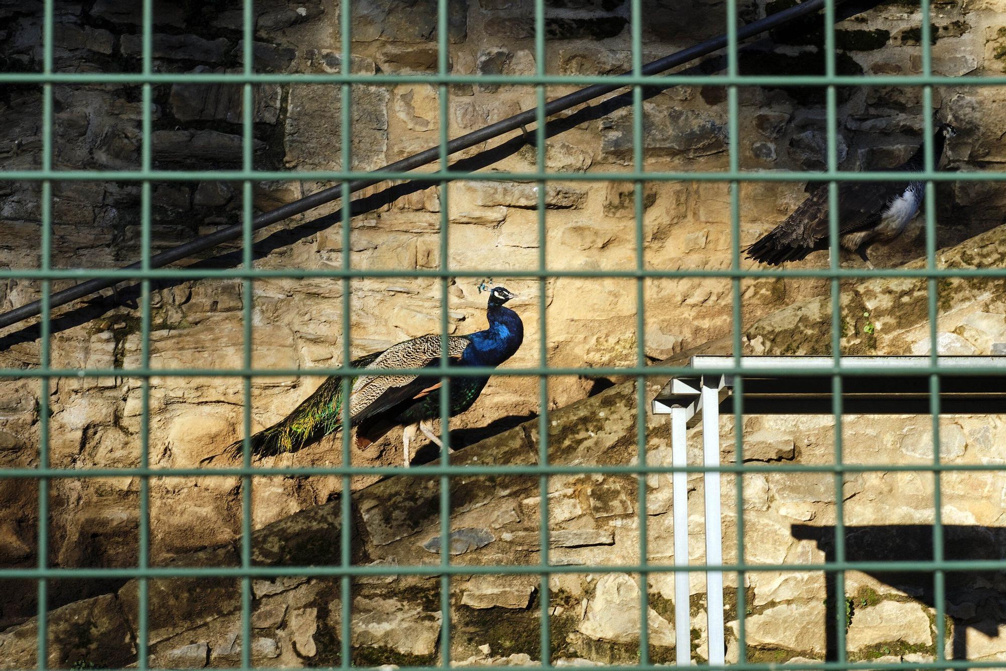 Las medidas contra la gripe aviar en la Taconera de Pamplona