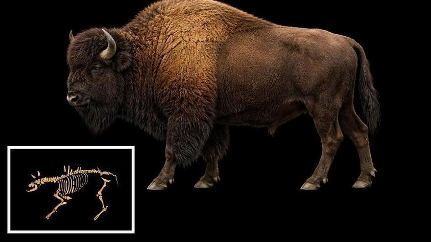 Un bisonte de 850 kilos y 4.000 años: así recrea la IA los restos hallados en Urbasa