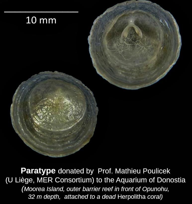 Paratipo del nuevo molusco descubierto en la Polinesia.