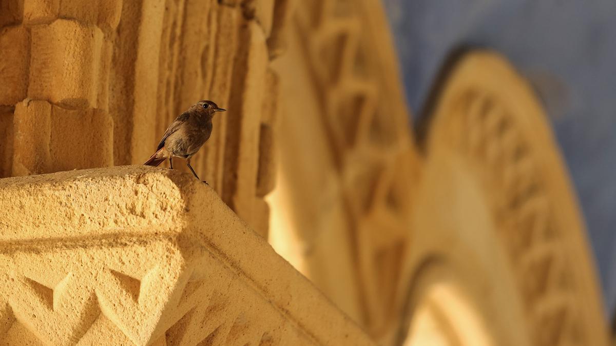 Ejemplar de colirrojo descansando en el interior del cementerio de Bilbao.
