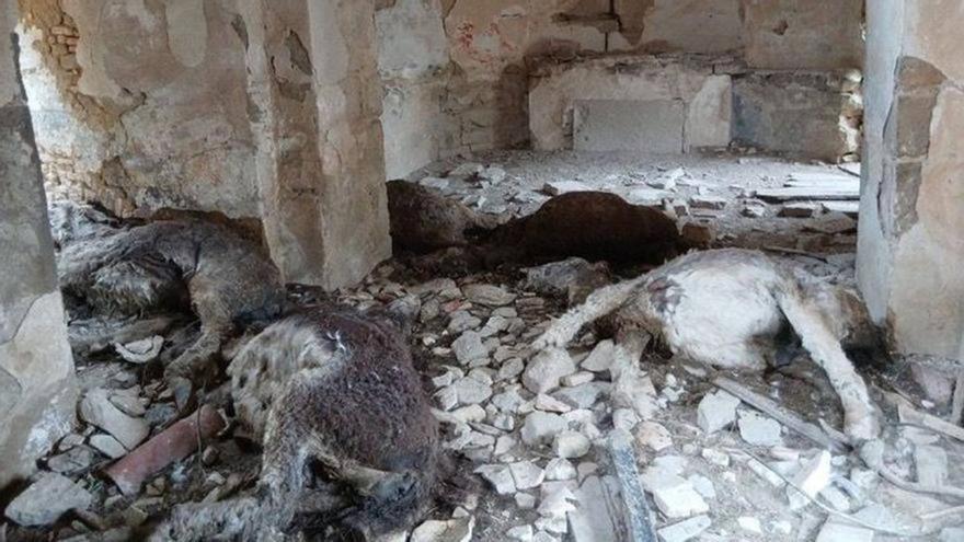 Imputado tras la muerte de cinco burros por hambre y sed en Valdizarbe