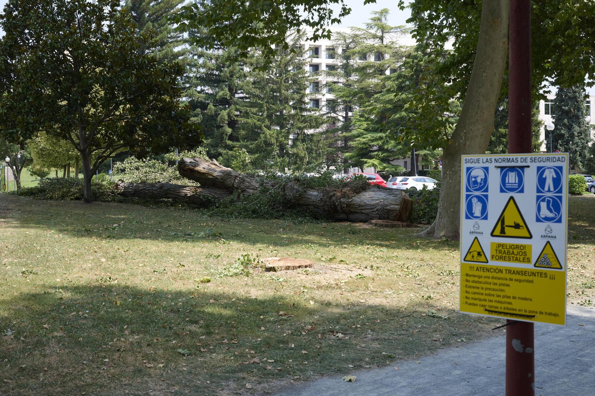 Tala de árboles en la Universidad de Navarra