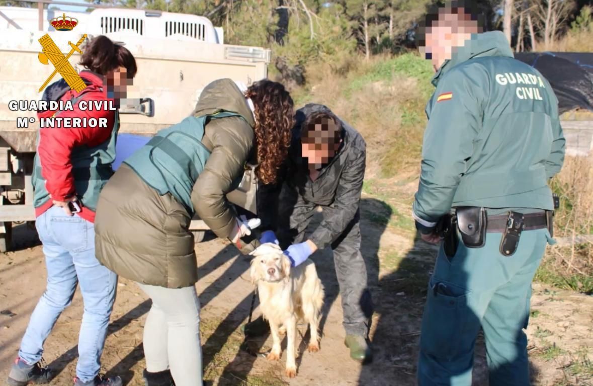 Maltrato animal en Nafarroa: un perro muerto y otros 23 en condiciones deplorables