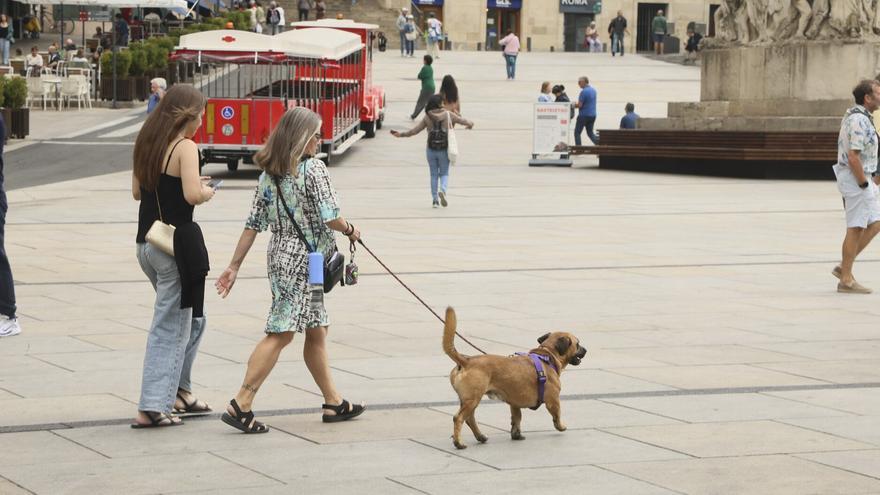 Gasteizko Animalien Ordenantza berriak hasierako onarpena jaso du udal osoko bilkuran