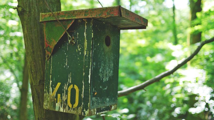 Un sueño que toma altura: una vecina de Portugalete busca voluntarios para crear un refugio de aves en Bizkaia