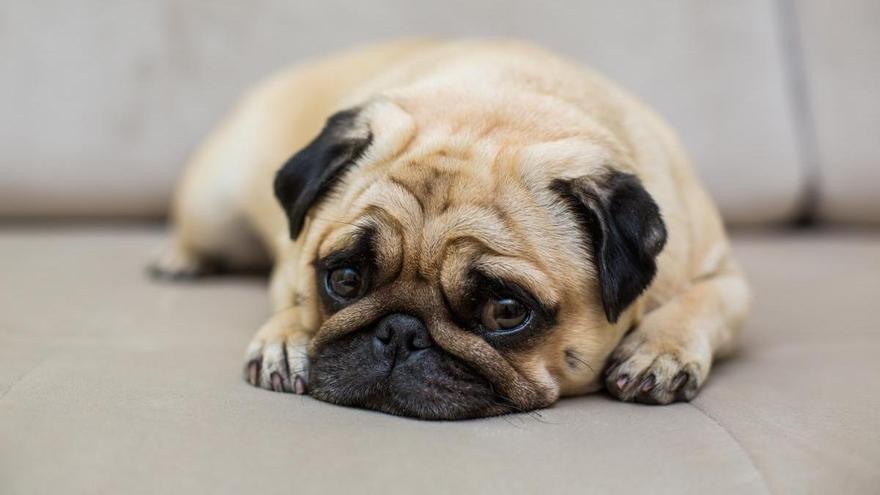 Señales claras de que tu perro se aburre en casa y cómo solucionarlo antes de que sea un problema
