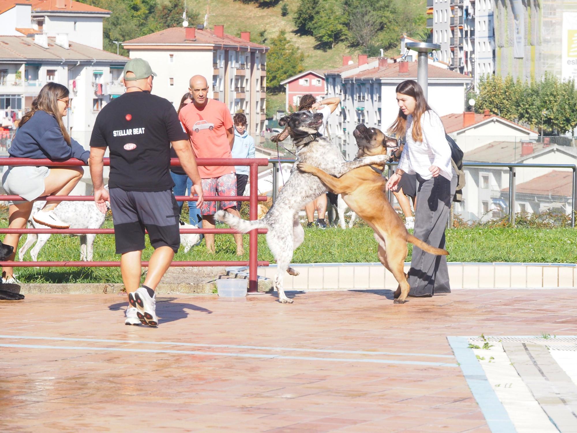 Las piscinas de Eibar han sido coto privado para los perros