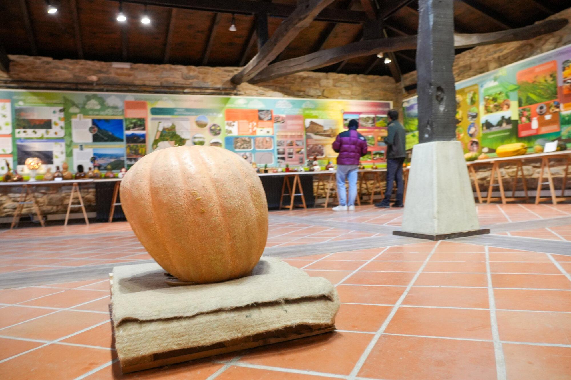 En imágenes: Exposición de calabazas en la Casa de la Dehesa
