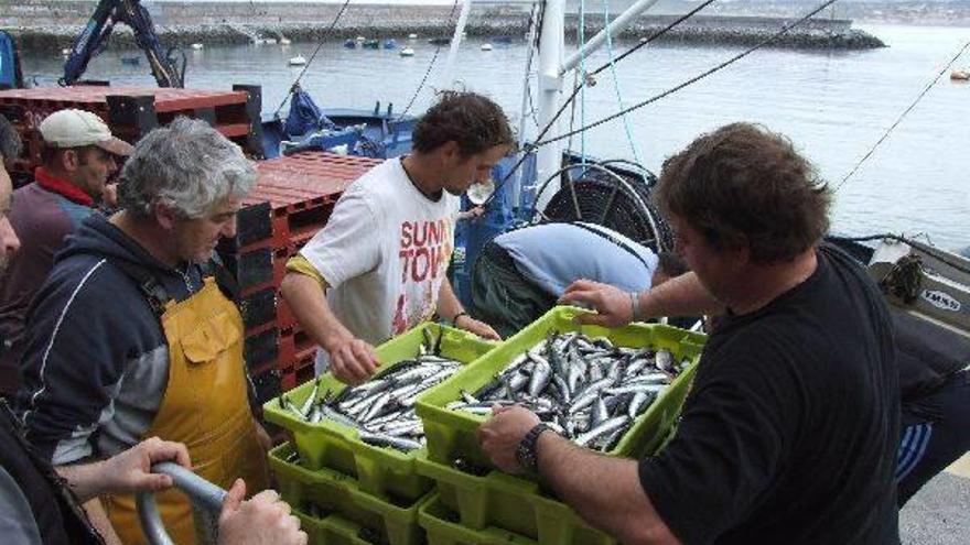 La biomasa de anchoa llega a su hito histórico con 142.000 toneladas
