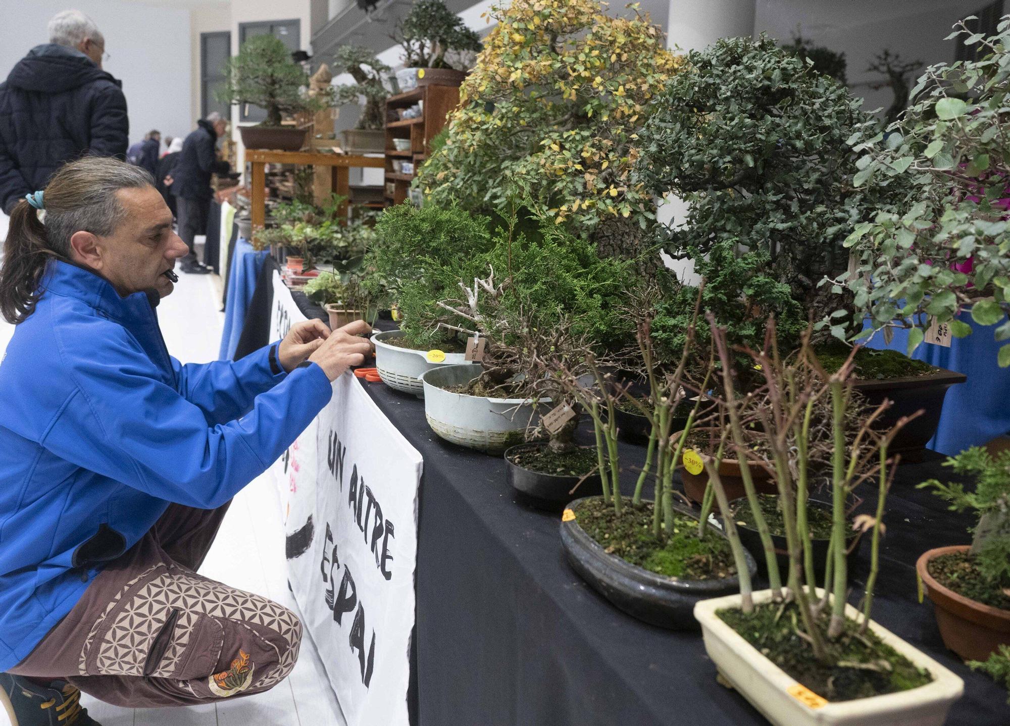 En imágenes: El arte del bonsái llega a Vitoria-Gasteiz