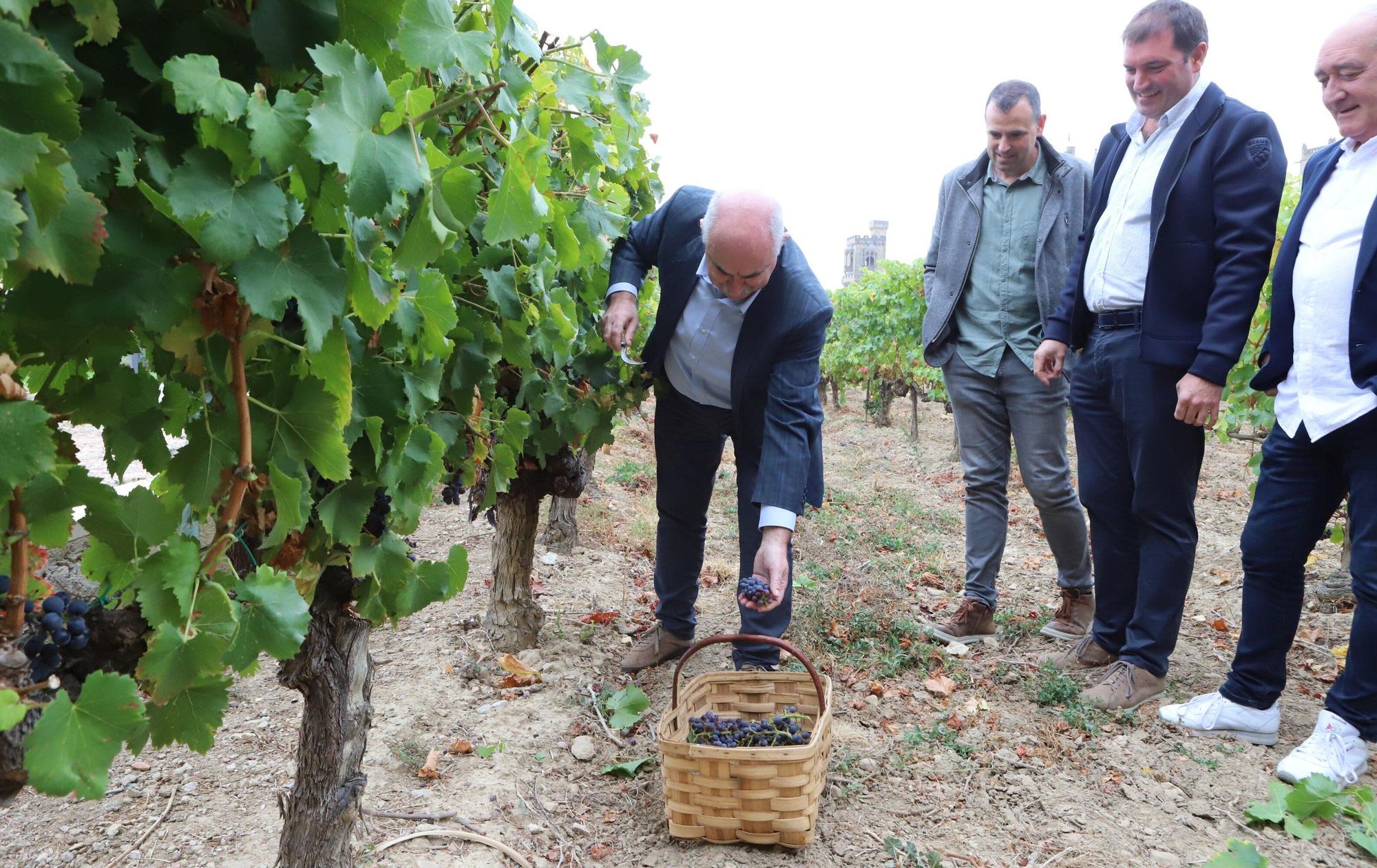 Vendimia en Navarra 2025 | Fotos del simbólico 'corte del último racimo' en Olite